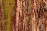 Polished Petrified Wood (Araucarioxylon) - Arizona #352540-1